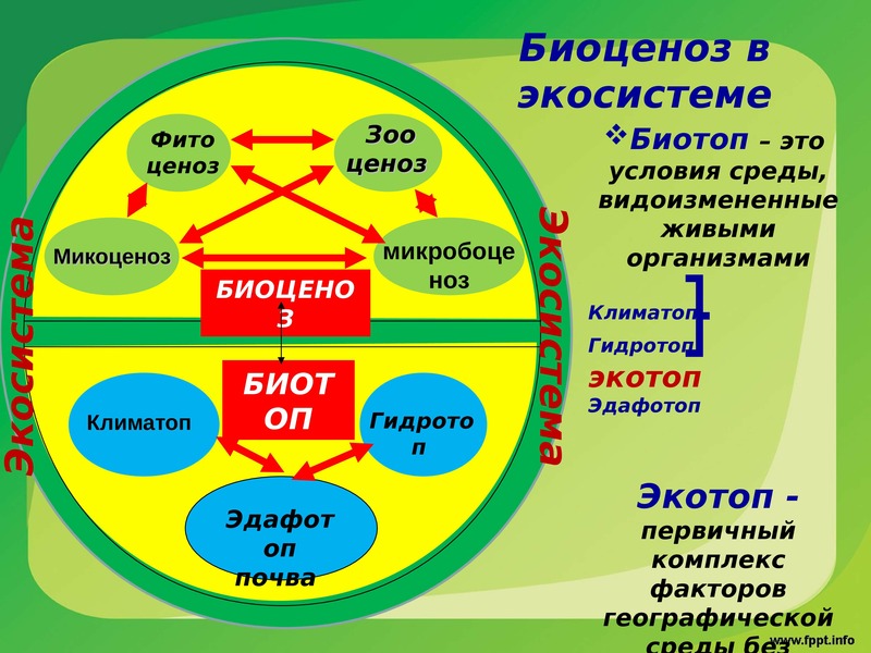 Презентация на тему структура экологической системы