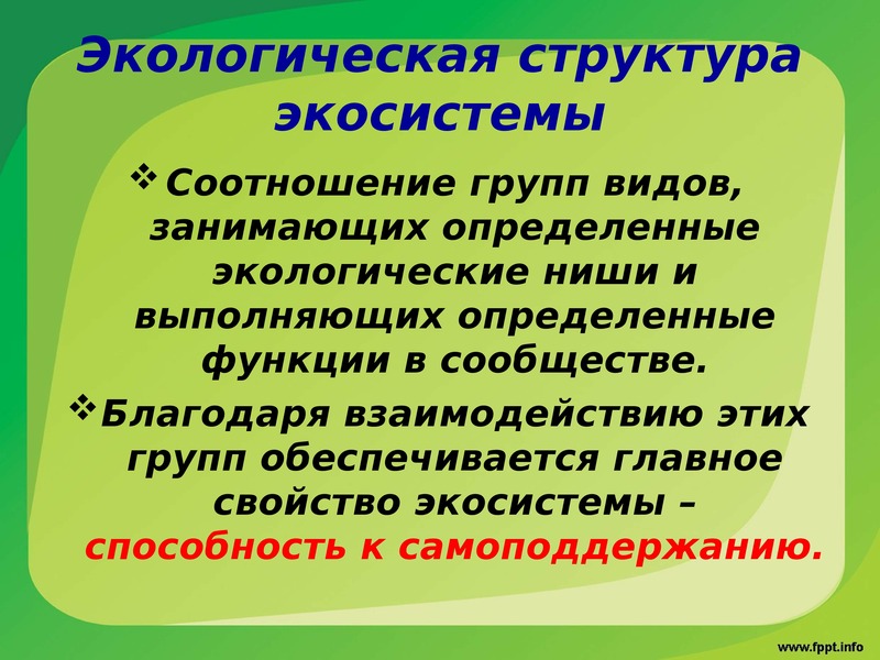 Окружающее структура. Экологическая структура экосистемы. Экологическая структура эко. Структура экосистемы презентация. Биогеоценоз экологическая ниша.