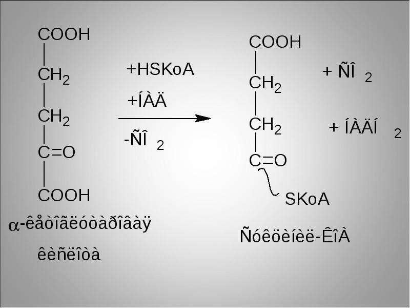 Цикл трикарбоновых кислот (Ц. Кребса). Подсчёт суммарного энергетического эффекта аэробного окисления глюкозы, слайд 17