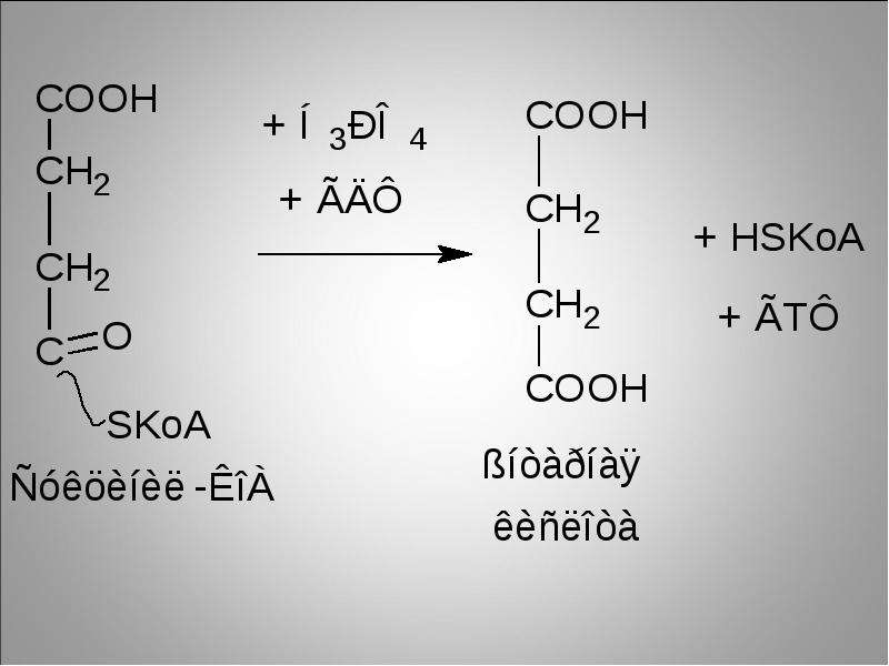 Цикл трикарбоновых кислот (Ц. Кребса). Подсчёт суммарного энергетического эффекта аэробного окисления глюкозы, слайд 19
