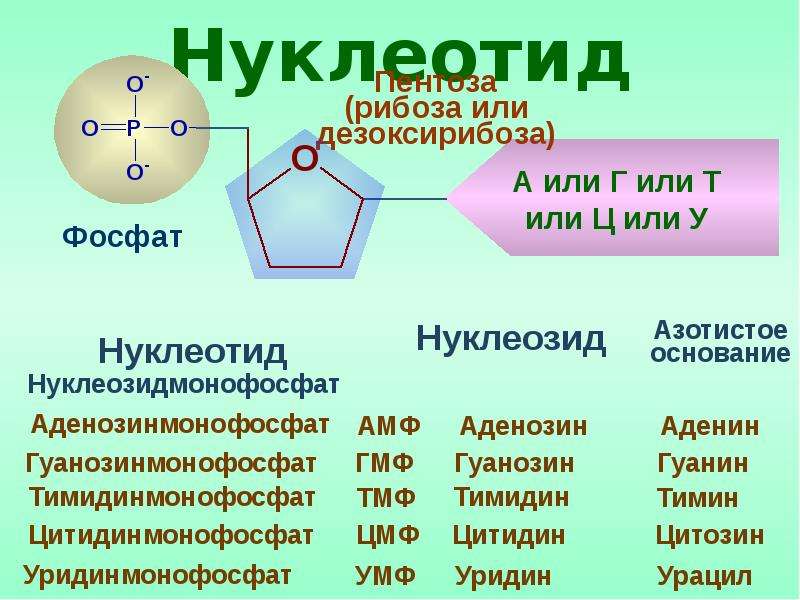 В состав нуклеотидов днк входят