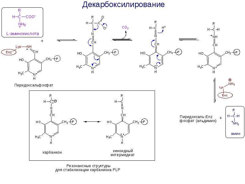 Декарбоксилирование аминокислот реакция. Декарбоксилирование аминокислот схема. Механизм реакции декарбоксилирования аминокислот. Декарбоксилирование аминокислот биохимия схема. Реакция декарбоксилирования аминокислот.