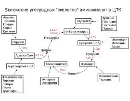Катаболизм аминокислот