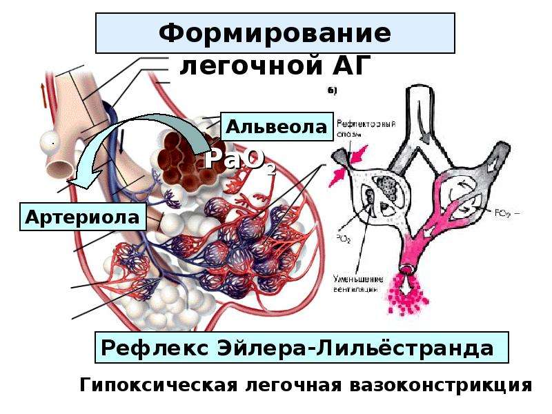 Бронхит презентация по биологии