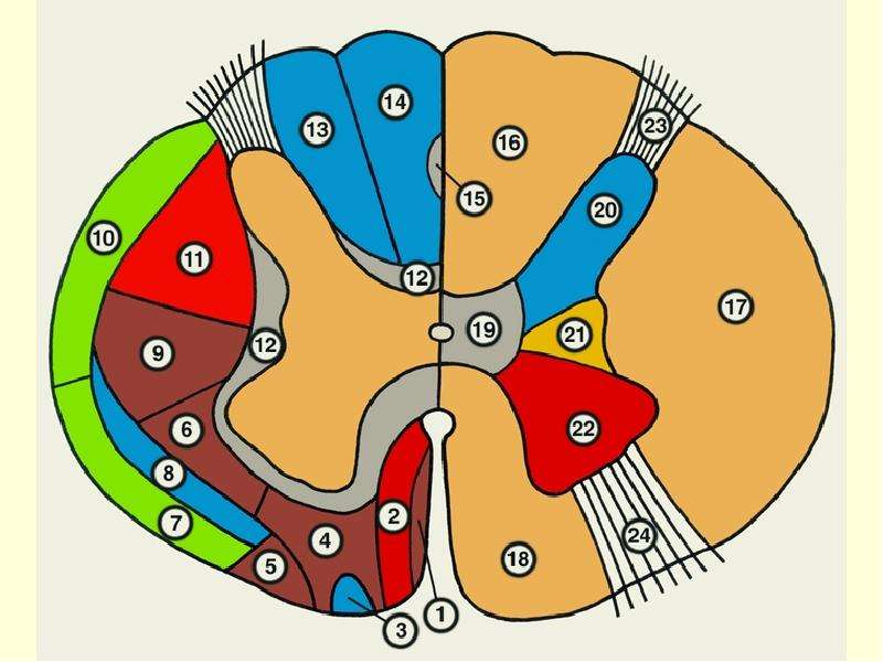 Проходящие пути спинного мозга. Поперечный срез спинного мозга проводящие пути. Поперечный разрез спинного мозга проводящие пути. Проводящие пути спинного мозга анатомия. Проводящие пути спинного мозга рисунок.