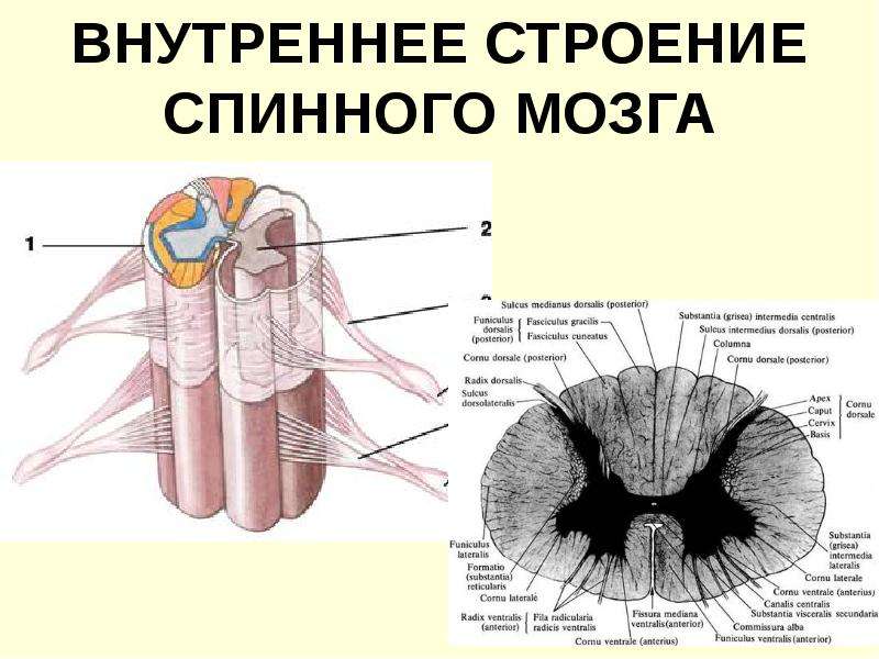 Назовите структуры спинного мозга обозначенные на рисунке 1 и 2