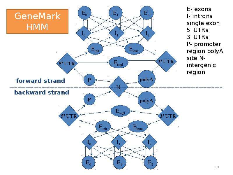 Genome browser. Медианная сеть в биоинформатике.