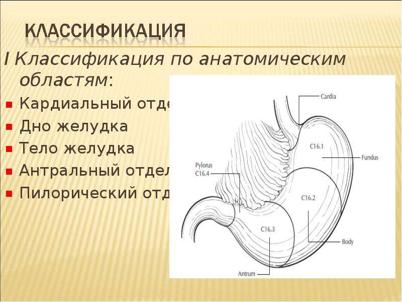 Препилорический отдел желудка где находится рисунок
