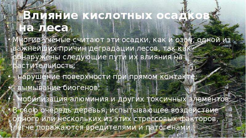 Влияние осадков. Влияние кислотных дождей на леса. Влияние леса на осадки. Каково влияние лесов на окружающую природную среду. Действия кислотных осадков на леса.