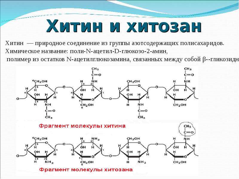 Хитин входит в состав клеточной стенки клеток