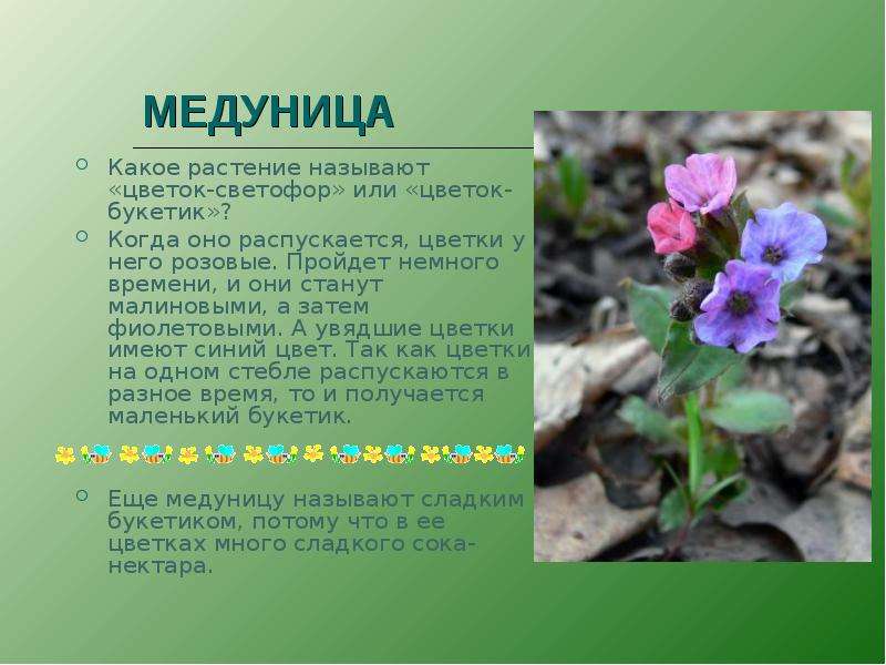 МЕДУНИЦА Какое растение называют «цветок-светофор» или «цветок-букетик»? Когда оно распускается, цве