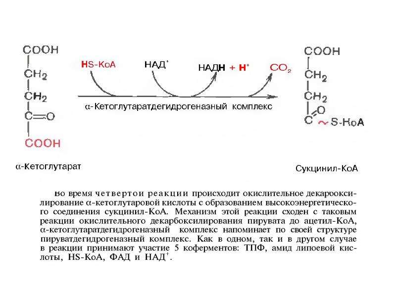 Коа. . Α-кетоглутаратдегидрогеназный комплекс реакции. Превращение Альфа кетоглутарата в сукцинил КОА. Певрашение сукцинил скоа в альфакетонлуьарат. Кетоглутаратдегидрогеназный комплекс катализирует.