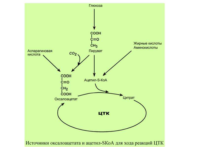 Прочитайте статью в рубрике это интересно предложите схему отражающую биологическое окисление клетке