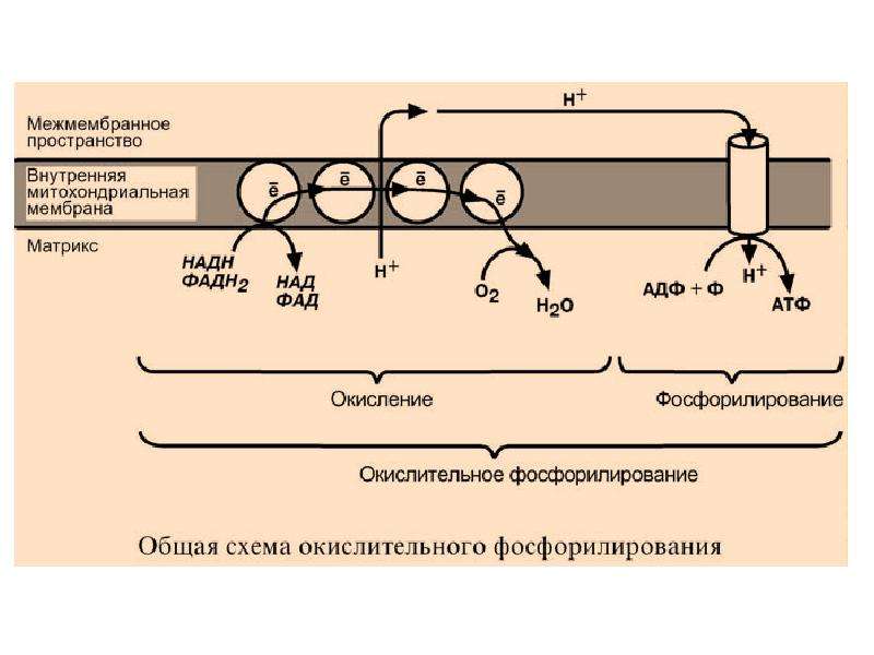 Дыхание процесс окисления