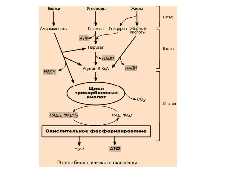 Этапы биологического окисления схема