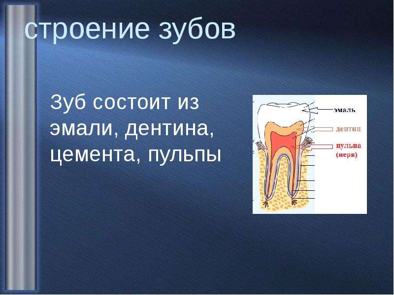 Строение зуба фото с описанием