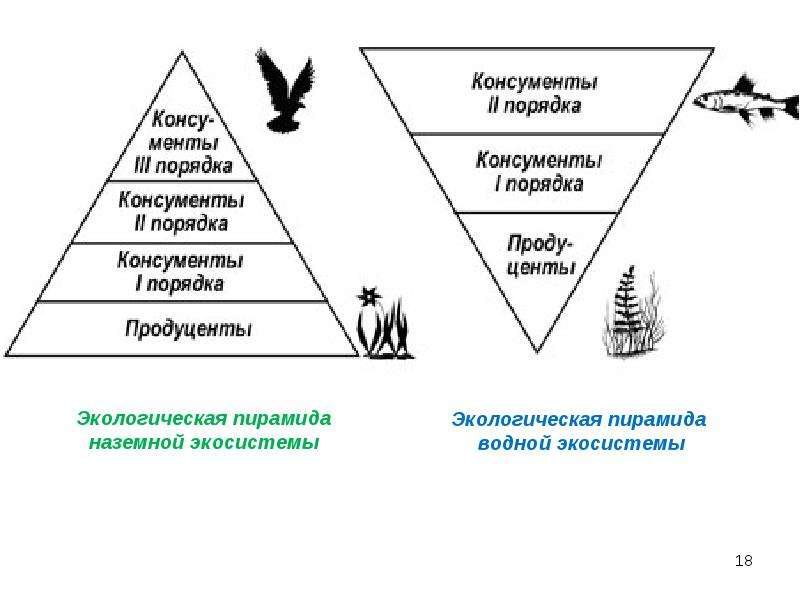 На рисунке представлена экосистема составьте экологическую пирамиду