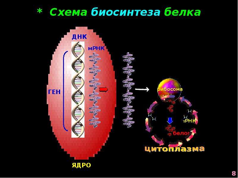 Белок ядра. Биосинтез белка ядро рибосома. Т РНК. МРНК Пионер-2м. Биосинтез белка в ядре и рибосомах сравнивают.