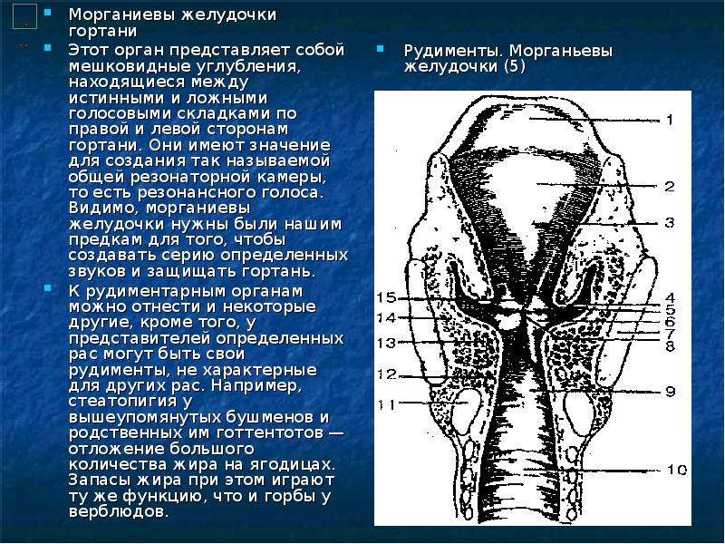 Преддверие гортани ограничено. Морганиевы желудочки гортани. Фронтальный разрез гортани. Складка преддверия гортани.