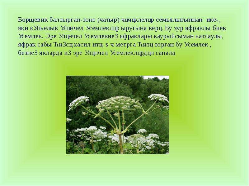 Була перевод на русский. Балтырган трава. Татарское растение балтырган. Трава балтырган по русски. Балтырган с татарского на русский.