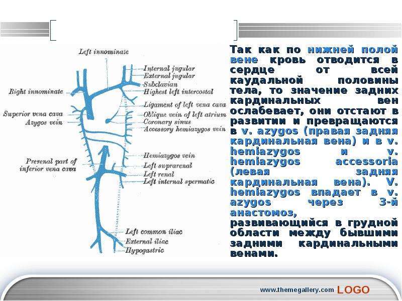 Вена 50. Вены нижней половины туловища. Расширение нижней полой вены.