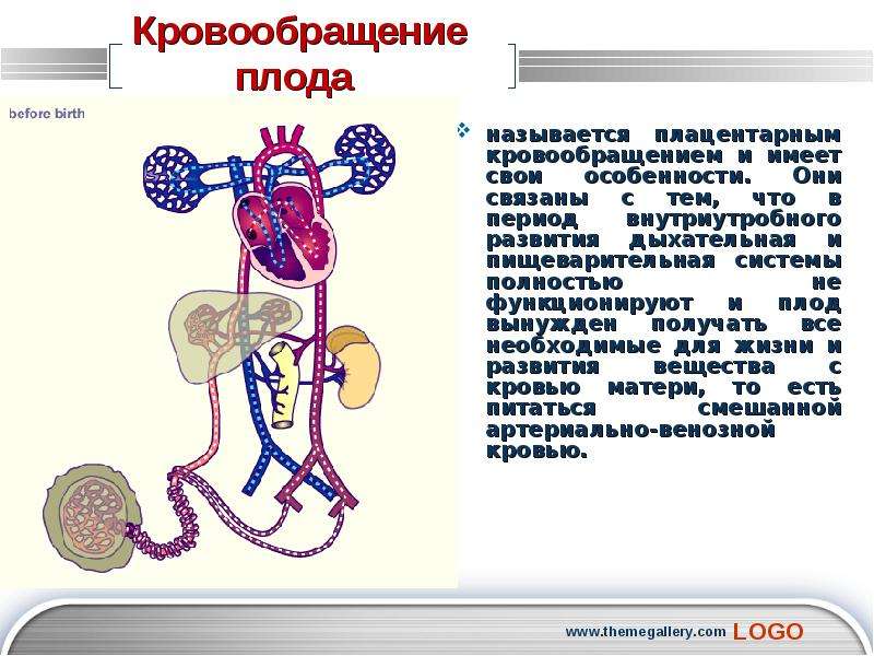 Кровообращение плода