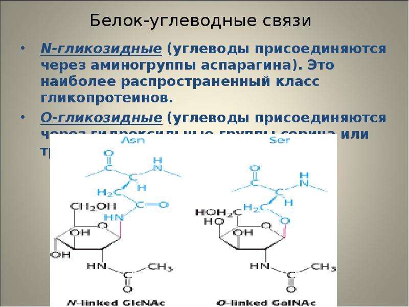 Обмен углеводов презентация