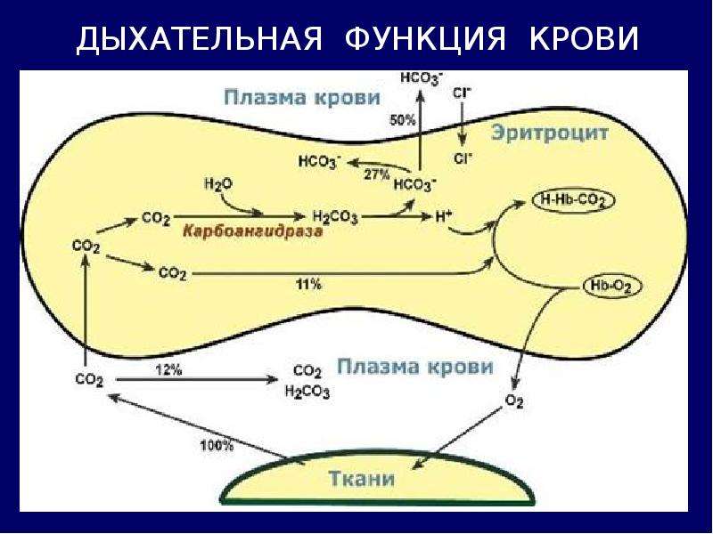 Транспорт кровью кислорода и двуокиси углерода схема