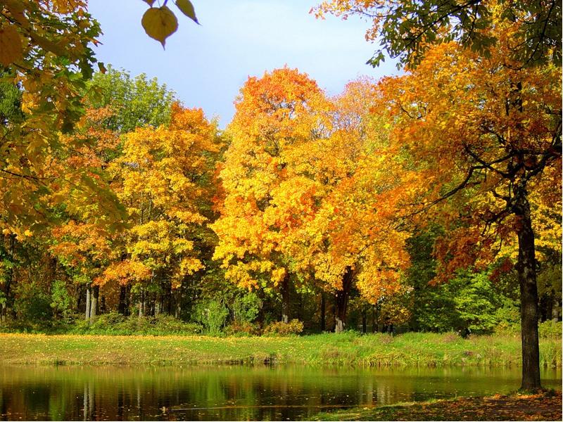 Осеннего неживой природы