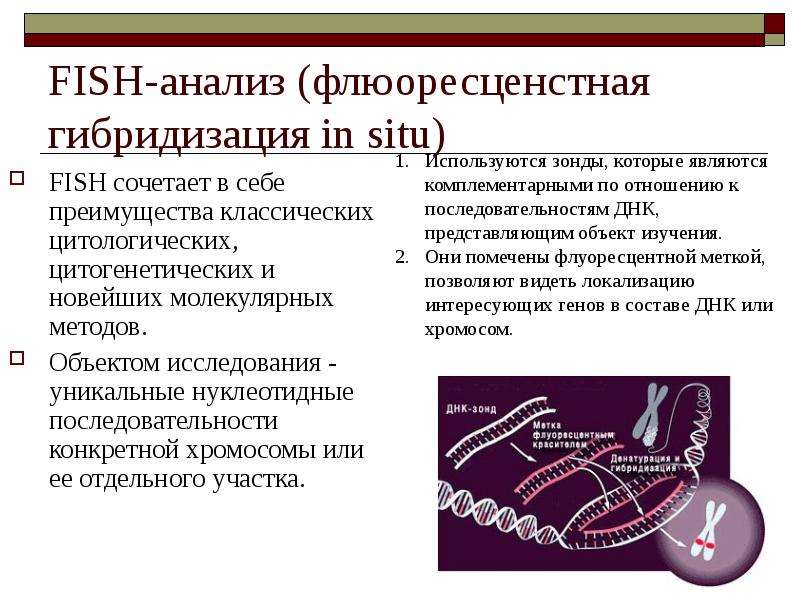 Флуоресцентная гибридизация in situ презентация