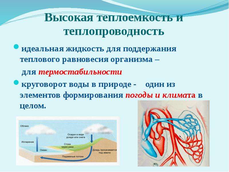 Идеальная жидкость. Понятие идеальной жидкости. Идеальной жидкостью называется. Идеальная жидкость характеризуется.