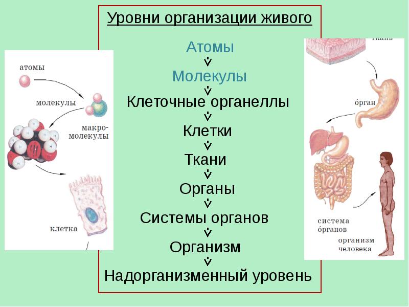 Организм 8. Общий обзор организма человека. Общий обзор организма человека презентация. Биология организм человека общий обзор. Конспект общий обзор организма человека.