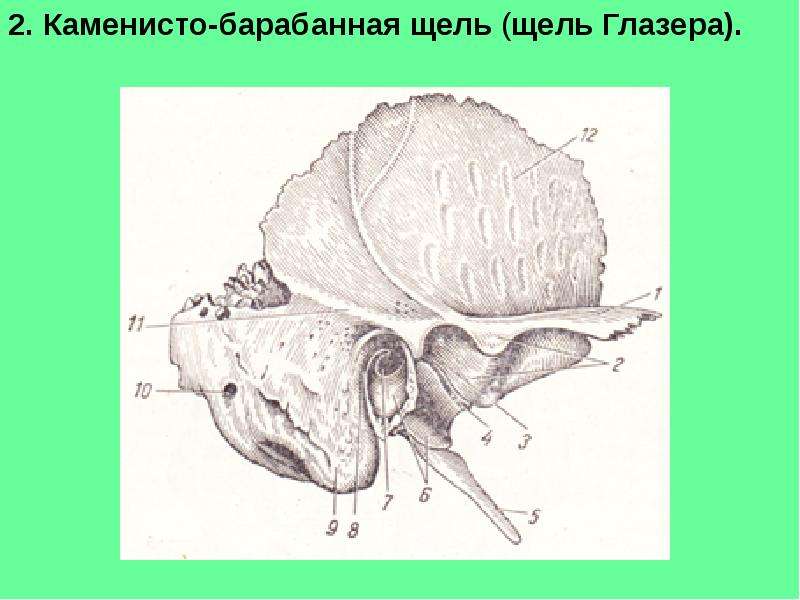 Височна кость. Височная кость шиловидный отросток. Височная кость каменисто барабанная щель. Височная кость Гайворонский. Пластическая анатомия височная кость.