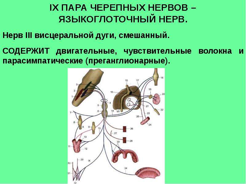 8 пара мозговых нервов. 8 Пара черепных нервов анатомия. 2 Пара черепных нервов. 9 Пара черепных нервов анатомия. Смешанные черепно мозговые нервы.