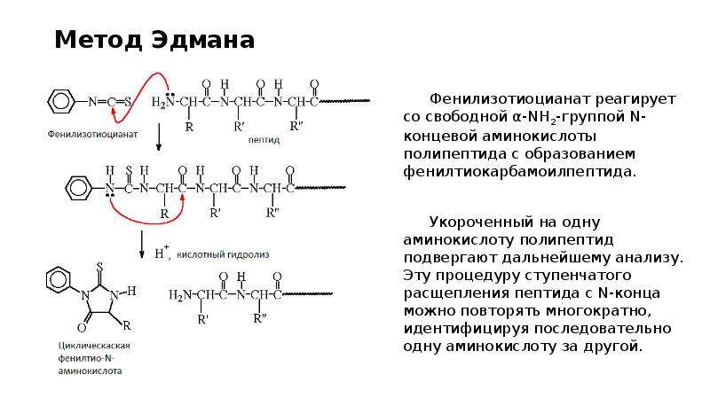 Концевые аминокислоты