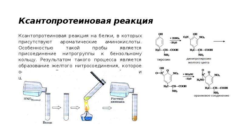 Свойства белков реакции