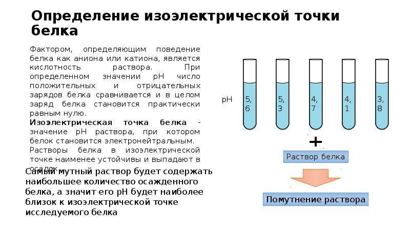 Концентрация белка