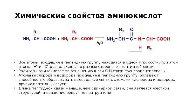 Химические свойства аминокислот