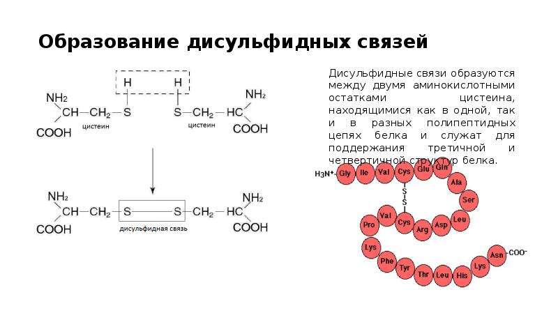 Концентрация белков. Дисульфидная связь между аминокислотами. Образование дисульфидной связи между остатками цистеина. Напишите уравнение реакции образования дисульфидной связи.. Образование дисульфидной связи в белках.