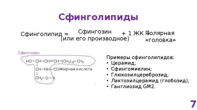 Структура глицерофосфатов и сфинголипидов. Сфинголипиды. Сфинголипиды биохимия функции. Строение и функции сфинголипидов. Жирные кислоты их классификация и номенклатура.