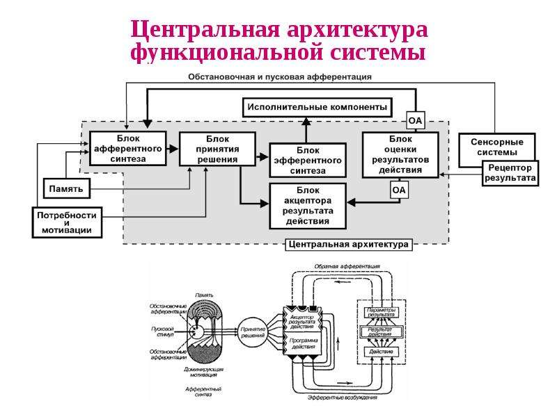 Функциональная система элементы функциональной системы. Функциональная архитектура информационной системы. Функциональная архитектура информационной системы пример. Центральная архитектура функциональных систем. Функциональная модель архитектуры.