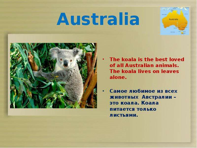Коала перевод. Животные Австралии на английском языке. Животные в Австралии англ язык. Проект по коале. Проект по английскому языку животные Австралии.