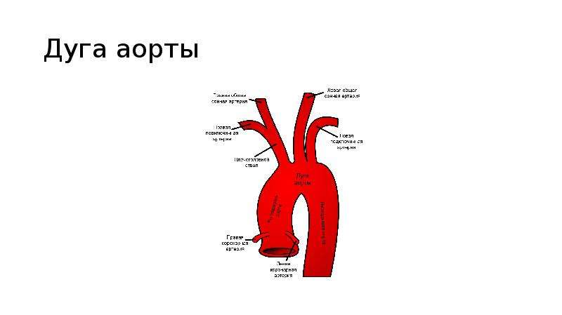 Какая дуга аорты характерна для млекопитающих