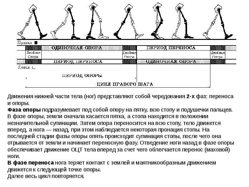 Шаг в период 3. Фазы цикла ходьбы. 4 Фазы ходьбы. Фаза опоры при ходьбе. Физиология ходьбы.