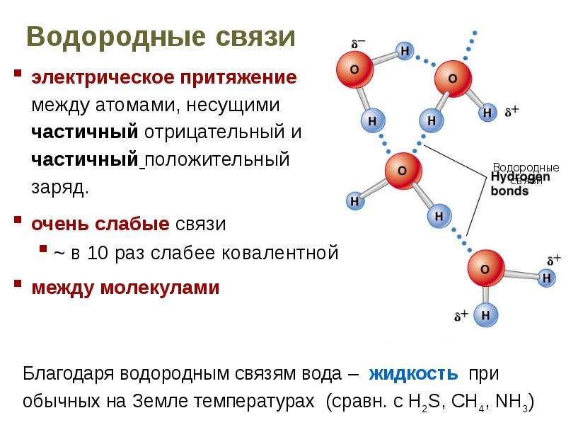 Схема образования водородной связи между молекулами воды