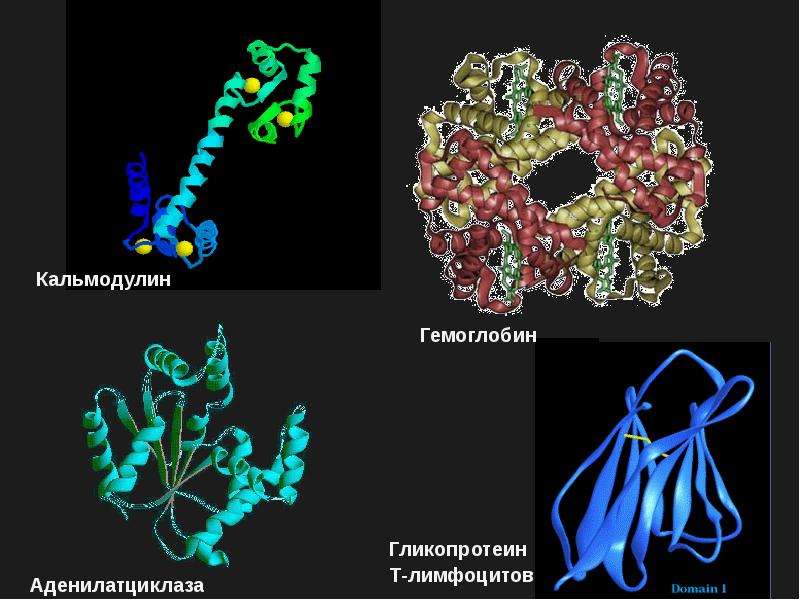 Биологические молекулы. Кальмодулин биохимия. Сиалогликопротеины. Гликопротеин е2. Фоу биология молекула.