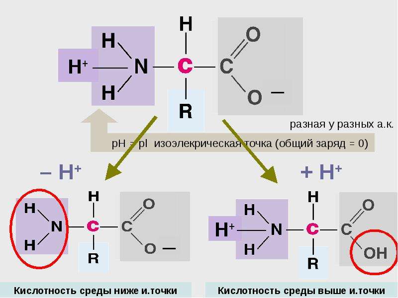 Биологические молекулы презентация