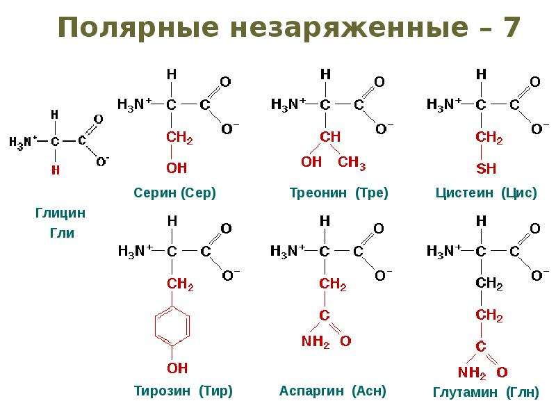 Биологические молекулы презентация