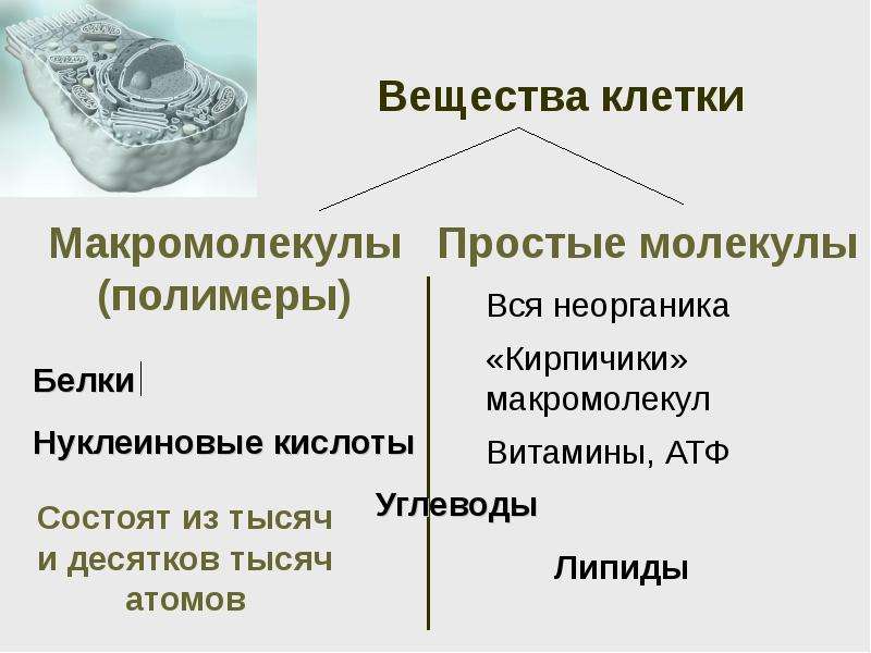 Биологические молекулы презентация