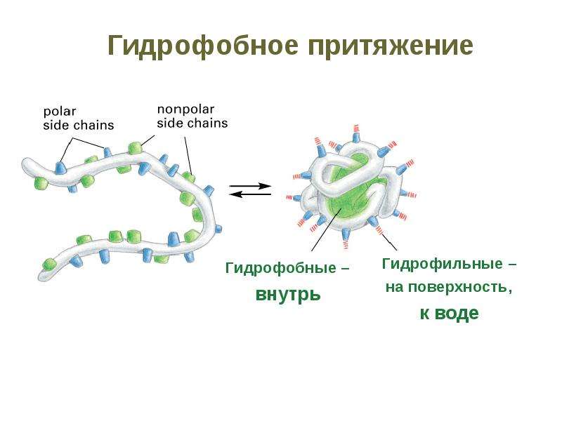 Биологические молекулы презентация